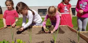 Prispevek-Lokalno kroženje hranil-Ekološki vrtovi_Palček_grede